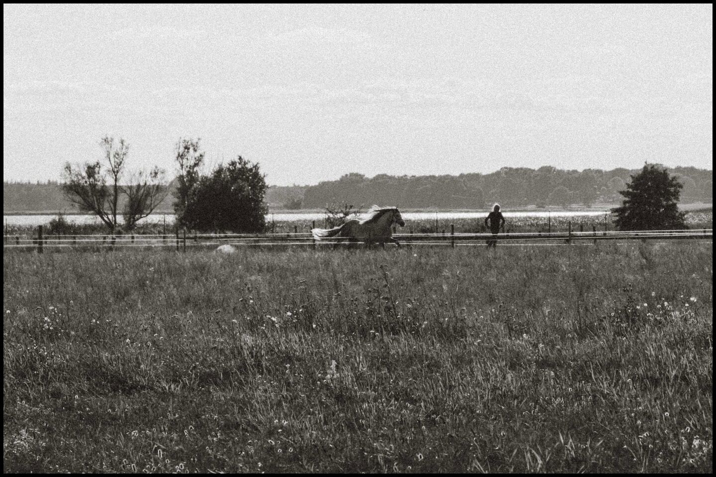 a horse is running over a field