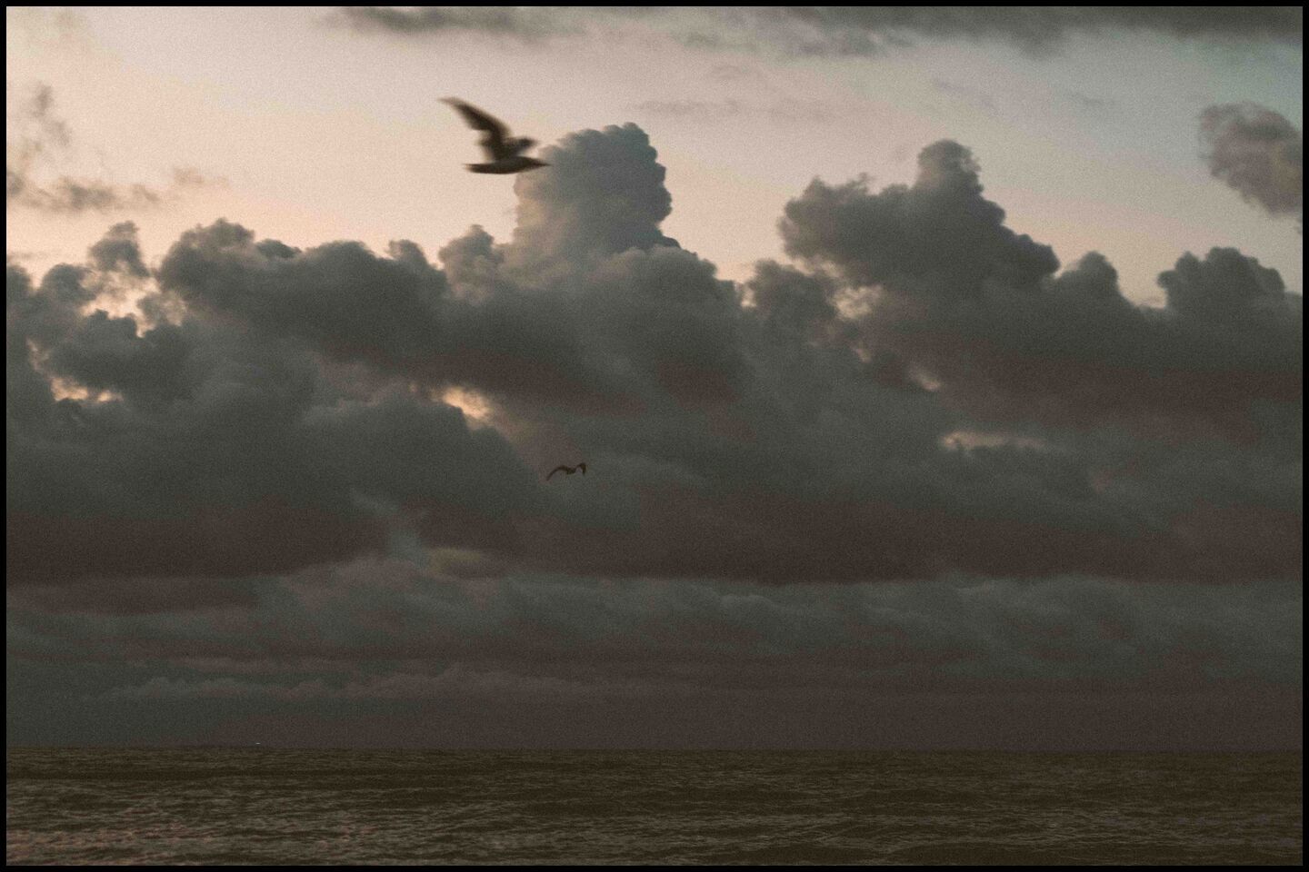 gulls flying over the baltic sea